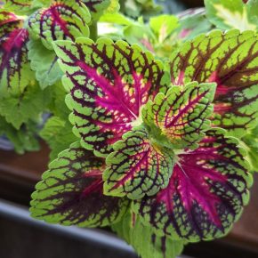 Kopřiva okrasná + žlutozelená, větší květník