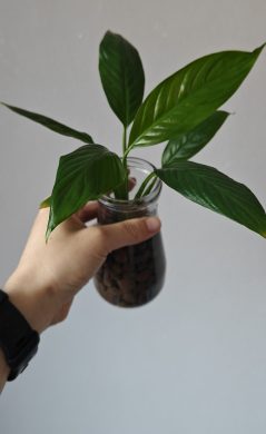 Lopatkovec / Toulcovka / Spathiphyllum