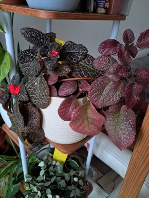 Episcia (růžová, tmavá) řízek