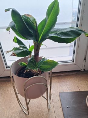 Musa tropicana - banánovník