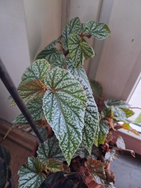 Begonia snow capped - řízky