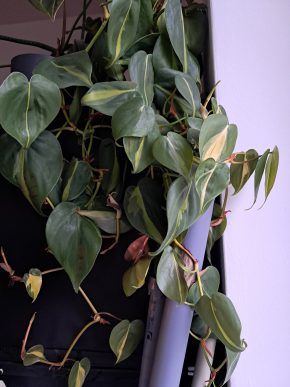 Philodendron brasil - čersvé řízky