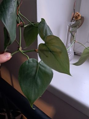 Philodendron hederaceum