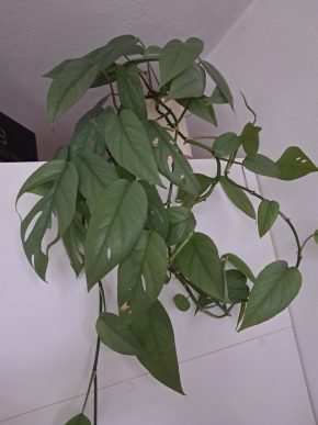 Epipremnum pinnatum cebu blue - čerstvé řízky