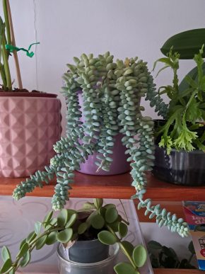 Sedum burrito - řízek