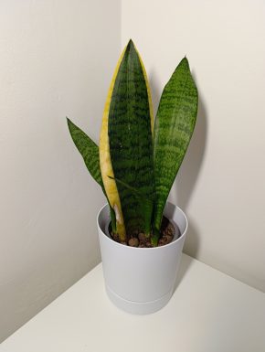 Sansevieria