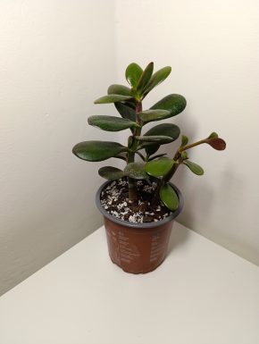 Crassula Ovata