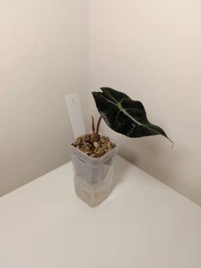 Alocasia Polly v minerálním substrátu + květináč