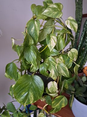 Epipremnum aureum - řízek