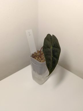 Alocasia Polly v minerálním substrátu + květináč