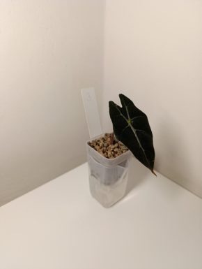 Alocasia Polly v minerálním substrátu + květináč