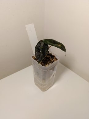 Alocasia Polly v minerálním substrátu + květináč