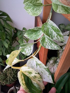 Epipremnum aureum "snow queen" - řízek