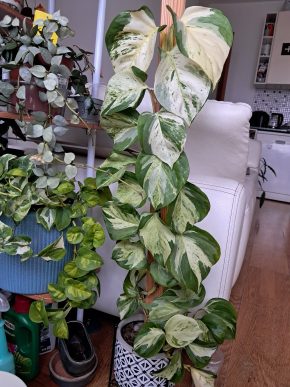 Epipremnum pinnatum "manjula" - řízek