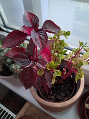 Iresine herbstii bloodleaf - řízek