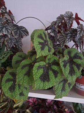 Begonia masoniana "iron cross" - list