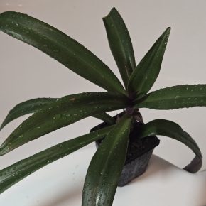 Tradescantia spathacea