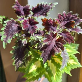 Kopřiva fialová + žlutozelená