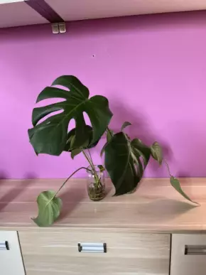Monstera