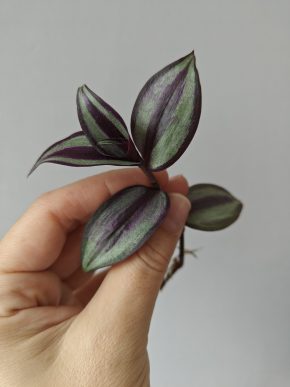 Zakořeněný řízek Tradescantia Zebrina / voděnka,poděnka