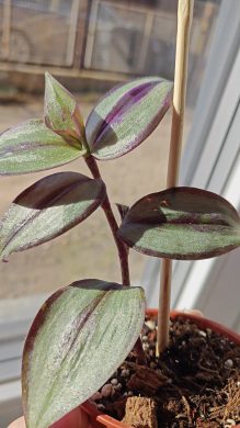 Zakořeněný řízek Tradescantia Zebrina / voděnka,poděnka