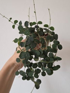 Hoya serpens - řízek