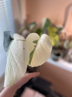 Monstera D. Mint non-TC A