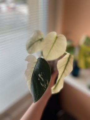 Monstera D. Mint non-TC B