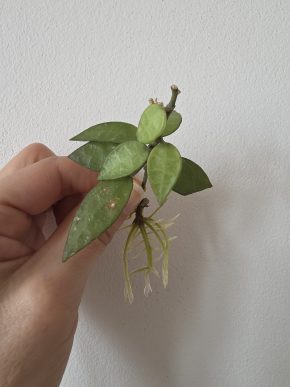 Hoya lacunosa Tove