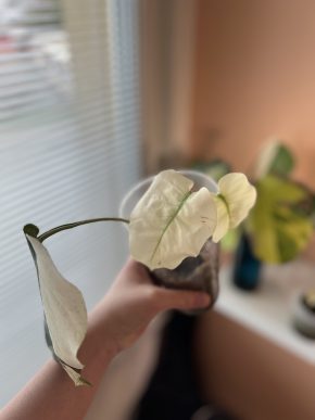 Monstera D. Mint non-TC C