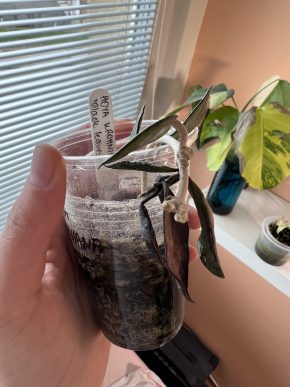 Hoya krohniana 'Black Leaves'