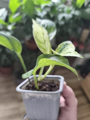 Epipremnum snow white queen