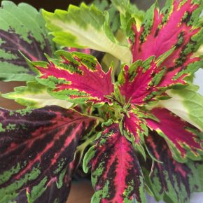 Kopřiva zelenožlutá  + růžová neon střapatá