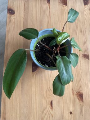 Philodendron Red Emerald