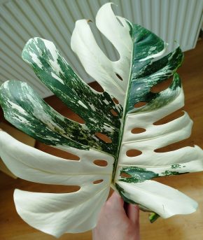 Monstera deliciosa albo variegata