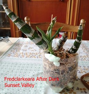 Fredclarkeara After Dark Sunset Valley