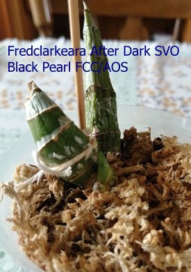 Fredclarkeara After Dark Black Pearl