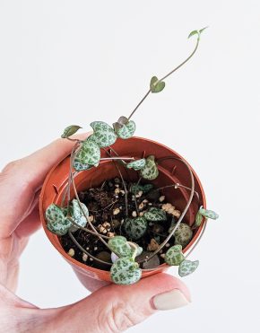 Svícník Ceropegia woodii