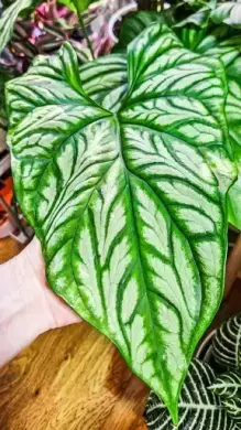 Cercestis Mirabilis raritka