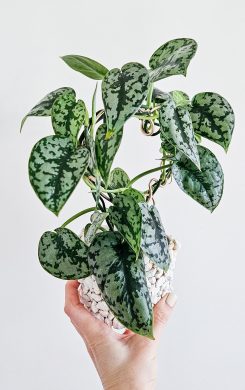 Scindapsus Silver Lady 2 v 1