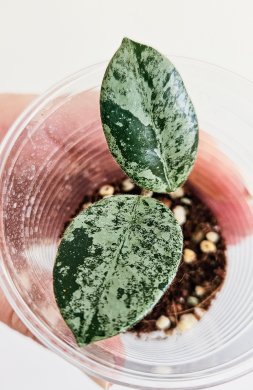 Hoya mathilde silver splash