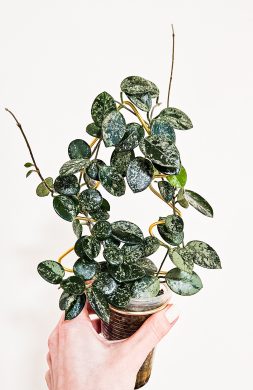 Hoya mathilde silver splash