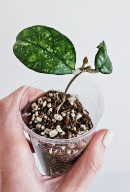 Hoya crassipetiolata Splash