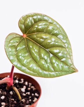 Anthurium Luxurians