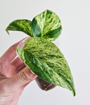 Epipremnum Pinnatum Albo Variegated