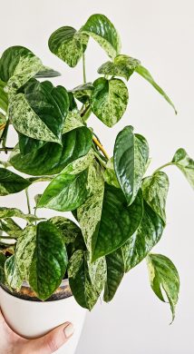 Epipremnum Pinnatum Albo Variegated