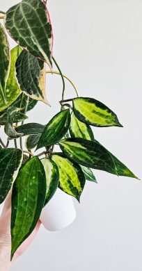 Hoya Macrophylla Pot of Gold