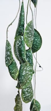Hoya imbricata raritka
