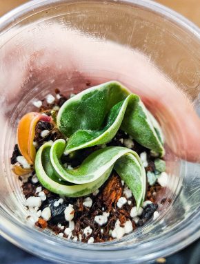 Hoya compacta variegata