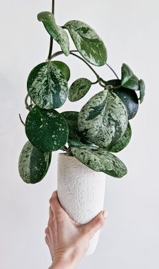 Hoya Obovata silver splash raritka